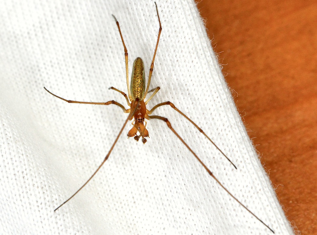 Maschio di Tetragnatha sp. - Borella (FC)